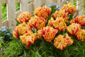 Tulipa Spain