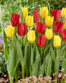 Tulipa Red Gold, Strong Gold