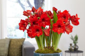Hippeastrum Red Rival