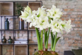 Hippeastrum Ice Queen