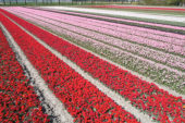 Dutch tulip fields