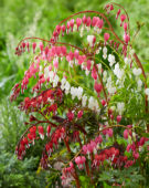 Dicentra mix