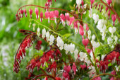 Dicentra mix