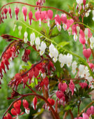 Dicentra mix