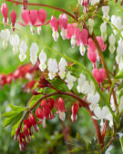 Dicentra mix