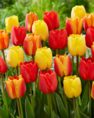 Tulipa Apeldoorn mix