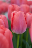 Tulipa Pink Pride