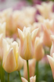 Tulipa Sanne