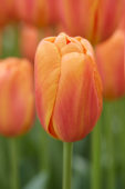 Tulipa Delta Storm