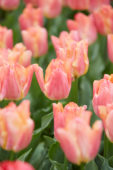 Tulipa Passio Sweet