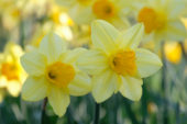 Narcissus Fortune