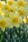 Narcissus Fortune