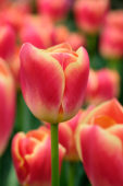 Tulipa Candy Corner