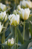 Tulipa White Valley