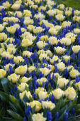 Tulipa Secret Perfume, Muscari Blue Horizon