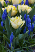 Tulipa Secret Perfume, Muscari Blue Horizon