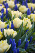 Tulipa Secret Perfume, Muscari Blue Horizon