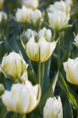 Tulipa White Valley