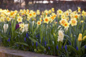 Voorjaarsbloemen combinatie