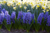 Hyacinthus Blue Jacket