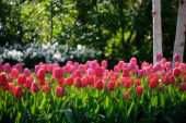 Tulipa Pride mix