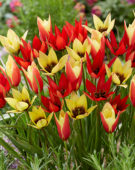 Tulipa Lizzy, Lucca and Taco
