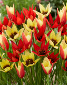 Tulipa Lizzy, Lucca and Taco