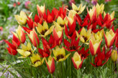 Tulipa Lizzy, Lucca and Taco
