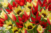 Tulipa Lizzy, Lucca and Taco