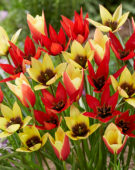 Tulipa Lizzy, Lucca and Taco