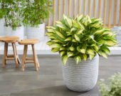 Hosta Tongue of Flame