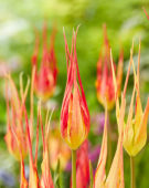 Tulipa acuminata