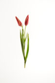 Tulipa