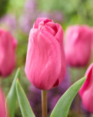 Tulipa Purple Raven