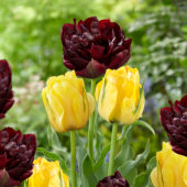 Tulipa Akebono, Palmyra