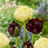 Tulipa Avant Garde, Palmyra