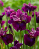 Iris sibirica Devils Dream