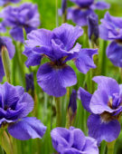 Iris sibirica Onstuimig