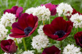 Anemone Bordeaux, Allium amplectens Graceful Beauty