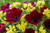 Anemone coronaria Bordeaux, Allium moly
