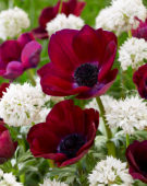 Anemone Bordeaux, Allium amplectens Graceful Beauty