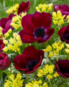 Anemone coronaria Bordeaux, Allium moly