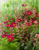 Cosmos bipinnatus, Heuchera Paris, Pennisetum alopecuroides Hameln