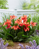 Canna CannaSol® Happy Isabel Canna CannaSol® Happy Isabel