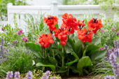 Canna CannaSol® Happy Carmen Canna CannaSol® Happy Carmen