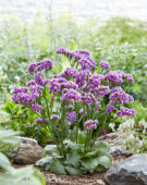 Limonium Sinzii™ Lavenderish Limonium Sinzii™ Lavenderish