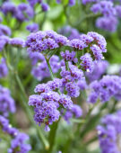 Limonium Sinzii™ Bluish Limonium Sinzii™ Bluish