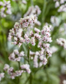 Limonium Sinzii™ Silverish Limonium Sinzii™ Silverish