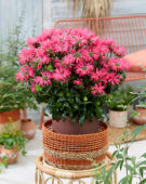 Monarda Electric Neon Pink® Monarda Electric Neon Pink®