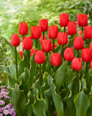 Tulipa rood